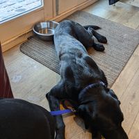 Dog lying on carpet in cafe at The Bothy in Braemar