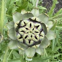   at De Ommuurde Tuin in Renkum