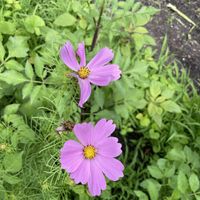   at De Ommuurde Tuin in Renkum