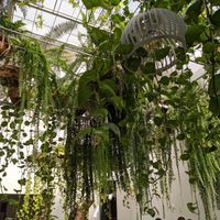 Patio at Samadhi in San Jose