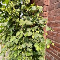 Hops growing in the outdoor seating area!  at Brewbakers Cafe in Keene