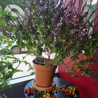 Deko at Red in Heidelberg