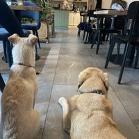 Dogs (are not food 😀)  at Chutnej in Prague