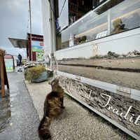 Vegan fudge so delicious even the local cats order it!!! 😆 at Hand Cut Cornish Fudge in Porthleven