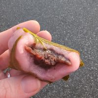 inside the daifuku at My Little Bento in Moonee Ponds
