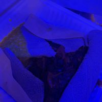   at Addissae in Asheville