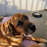 Dog friendly patio at Pour House in Austin