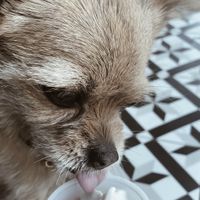 Vegan “pup cup” for dogs! 🐾  at Vaca's Creamery in Chicago