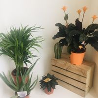 Plants! at Moka  in Ardrossan