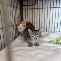 Kitten adoption event at Chef Tanya's Kitchen in Palm Desert
