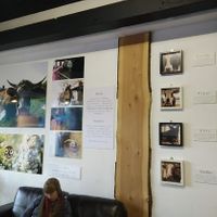 Cow Protection at Govinda's Cardiff in Cardiff