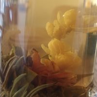 Lotus tea at Itto - Stoke Newington in North London