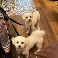 Dog friendly  at Land & Monkeys - Amsterdam in Paris