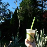 Coconut peach and banana bubble tea smoothie and the century plant at Indochine Banh Mi in Halifax