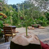 Coconut water and their lovely garden and pool at Yay Sustainable Restaurant in Magdalena