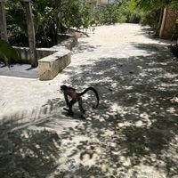 Monkey wandering the property  at The House of AïA in Playa Del Carmen