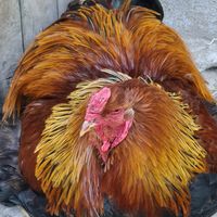 "" at Pen Bryn Twrw at Idlewild Animal Sanctuary in Conwy