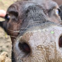 "" at Pen Bryn Twrw at Idlewild Animal Sanctuary in Conwy