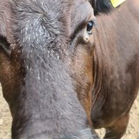 "" at Pen Bryn Twrw at Idlewild Animal Sanctuary in Conwy