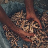 Our garden at Yay Sustainable Restaurant Lodge in Magdalena