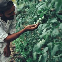 Our garden at Yay Sustainable Restaurant Lodge in Magdalena