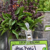 Thai basil in the produce section at Rising Tide Community Market in Damariscotta