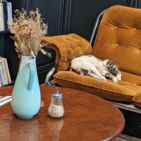 Kitty relaxing on a lazy afternoon at NIYA in Casablanca
