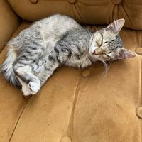 Cute kitten  at NIYA in Casablanca