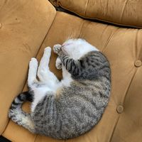 Resident  at NIYA in Casablanca