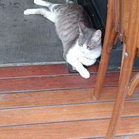 Lovely cat at NIYA in Casablanca