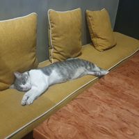 Cutesie cat  at NIYA in Casablanca