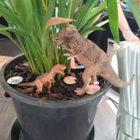 Rex met a friend at Discovery Coffee - Blanshard St in Victoria