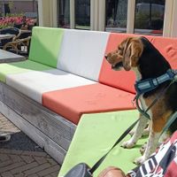 Hondvriendelijk! Binnen en buiten at De Turfsteker in Westerbork