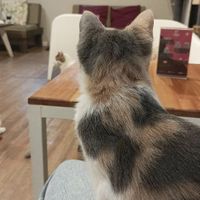 Lugar súper acogedor y tranquilo. Gatitos re amigables y bien cuidados, los reyes del lugar. 
La oferta gastronómica no se queda atrás!!. El mejor café de la zona, mi favorito at Telizzia Cat Café in Montevideo