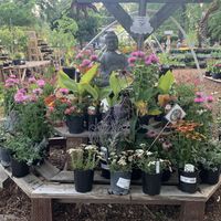 I loved walking around the garden. So peaceful. at The Garden Tap in Mount Shasta