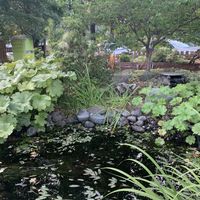 Cute pond at The Garden Tap in Mount Shasta