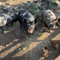 The pigs who live in the field next to the hut at The Hut at Tribe Animals Sanctuary in Braidwood