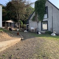 So many animals! at The Hut at Tribe Animals Sanctuary in Braidwood
