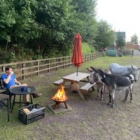 Donkeys checking out the fire pit at The Hut at Tribe Animals Sanctuary in Braidwood