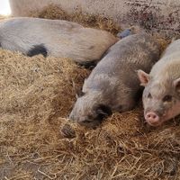  at The Hut at Tribe Animals Sanctuary in Braidwood