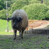  at The Hut at Tribe Animals Sanctuary in Braidwood