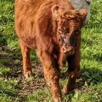  at The Hut at Tribe Animals Sanctuary in Braidwood