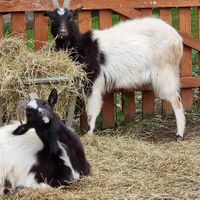  at The Hut at Tribe Animals Sanctuary in Braidwood