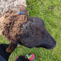  at The Hut at Tribe Animals Sanctuary in Braidwood