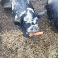 at The Hut at Tribe Animals Sanctuary in Braidwood