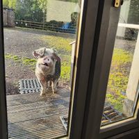 Summer watching us from outside the hut. at The Hut at Tribe Animals Sanctuary in Braidwood