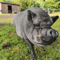 Francisco, the other pig we shared a field with! at The Hut at Tribe Animals Sanctuary in Braidwood