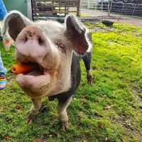 Summer, one of the pigs of whom we shared a field. Very friendly and loves a snack! at The Hut at Tribe Animals Sanctuary in Braidwood