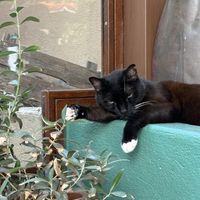 Cute cat at Le Jardin in Hyeres