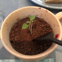 Rozey garden, DELICIOUS! at Rozey in Delft